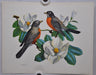 Robin on Magnolia Rudolf Freund Birds Lithograph Art Print 11 x 14   - TvMovieCards.com