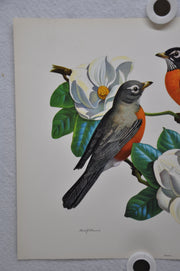 Robin on Magnolia Rudolf Freund Birds Lithograph Art Print 11 x 14   - TvMovieCards.com