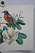 Robin on Magnolia Rudolf Freund Birds Lithograph Art Print 11 x 14   - TvMovieCards.com