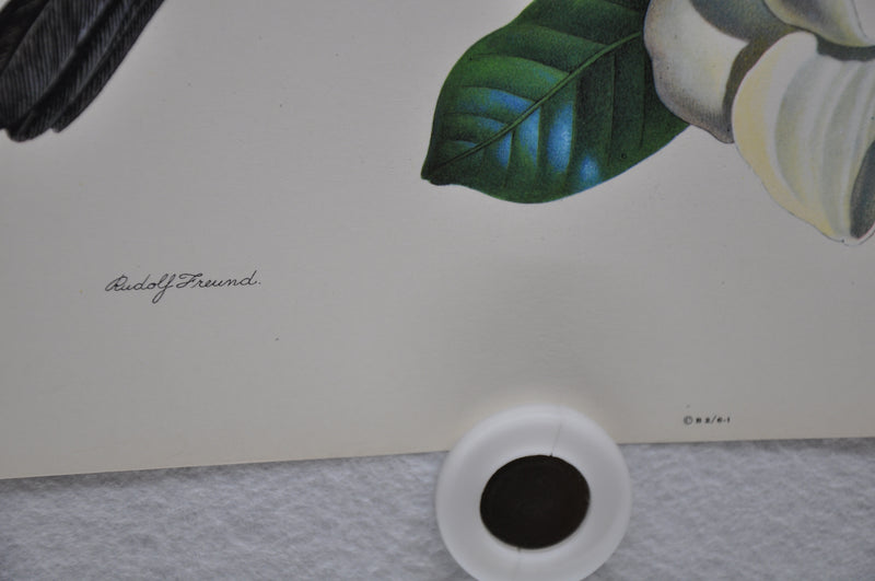 Robin on Magnolia Rudolf Freund Birds Lithograph Art Print 11 x 14   - TvMovieCards.com