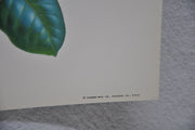 Robin on Magnolia Rudolf Freund Birds Lithograph Art Print 11 x 14   - TvMovieCards.com