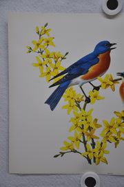 Bluebird on Forsythia Rudolf Freund Birds Lithograph Art Print 11 x 14   - TvMovieCards.com