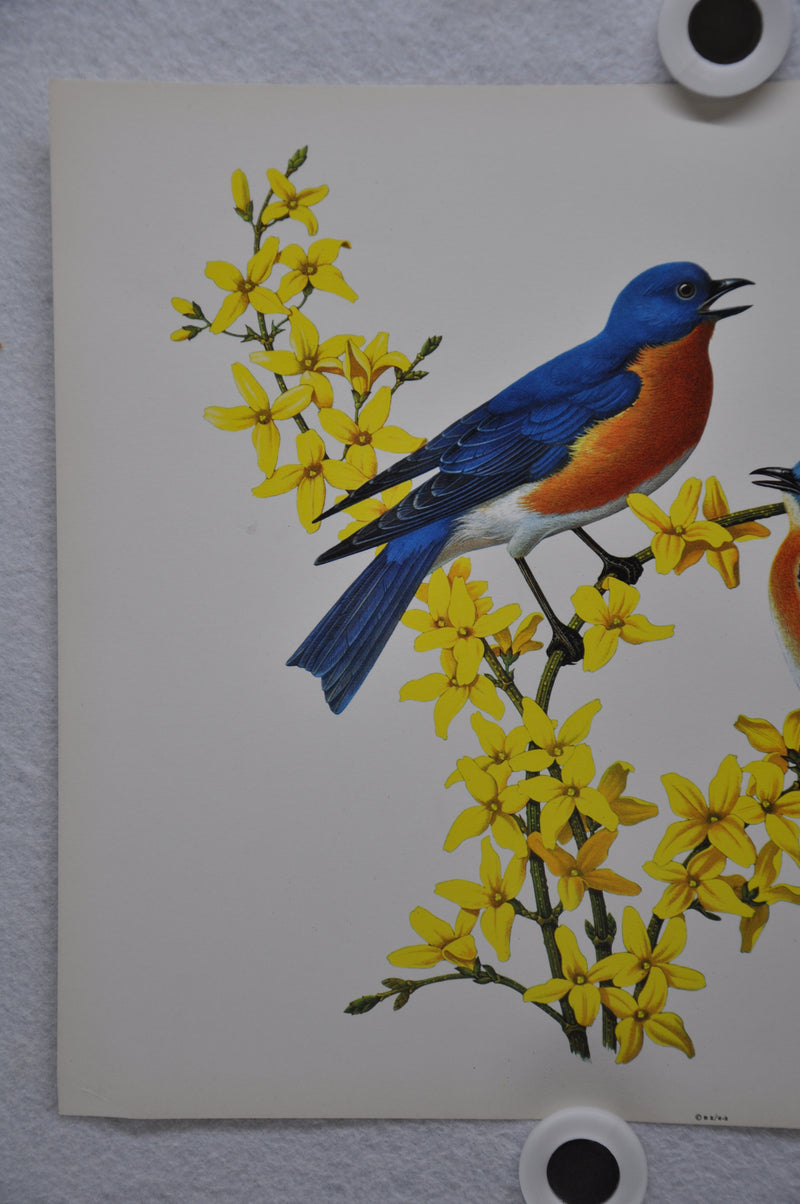 Bluebird on Forsythia Rudolf Freund Birds Lithograph Art Print 11 x 14   - TvMovieCards.com