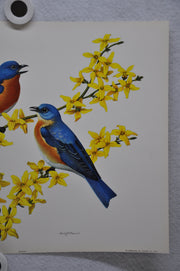 Bluebird on Forsythia Rudolf Freund Birds Lithograph Art Print 11 x 14   - TvMovieCards.com