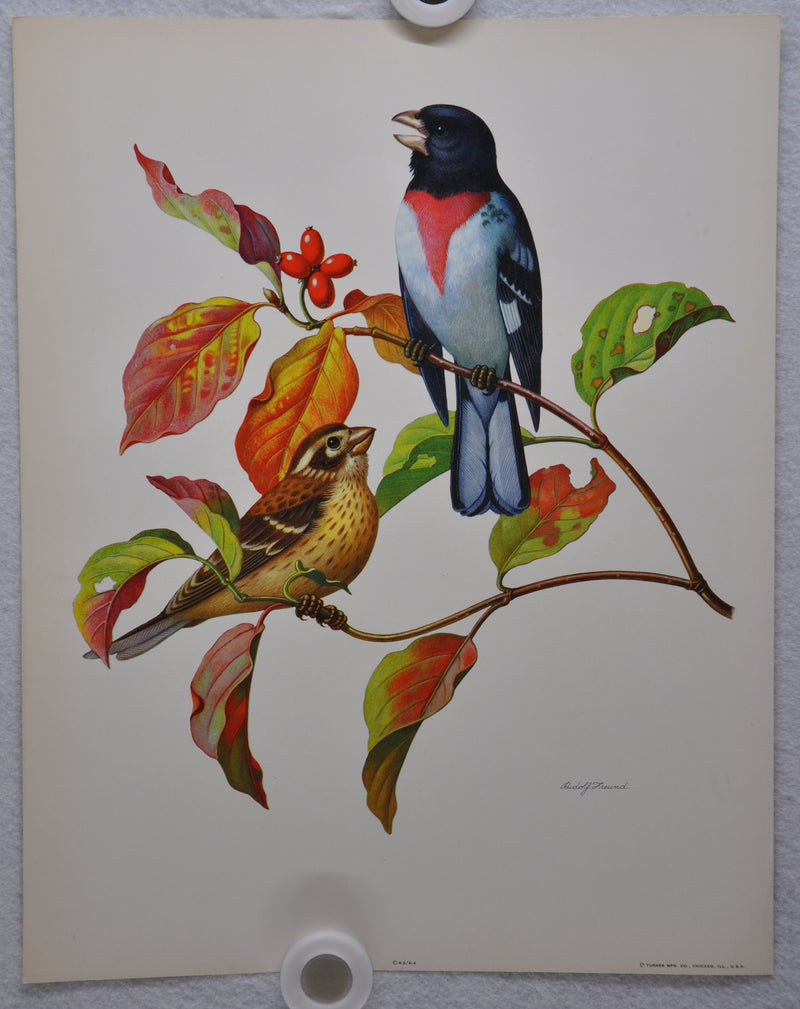 Rose Breasted Grosbeak on Fall Dogwood Rudolf Freund Birds Lithograph Art Print   - TvMovieCards.com