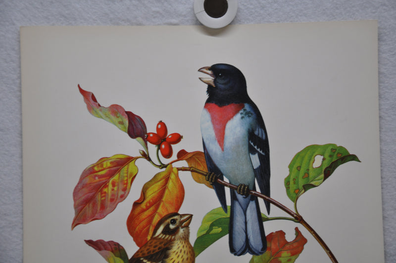 Rose Breasted Grosbeak on Fall Dogwood Rudolf Freund Birds Lithograph Art Print   - TvMovieCards.com
