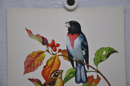 Rose Breasted Grosbeak on Fall Dogwood Rudolf Freund Birds Lithograph Art Print   - TvMovieCards.com