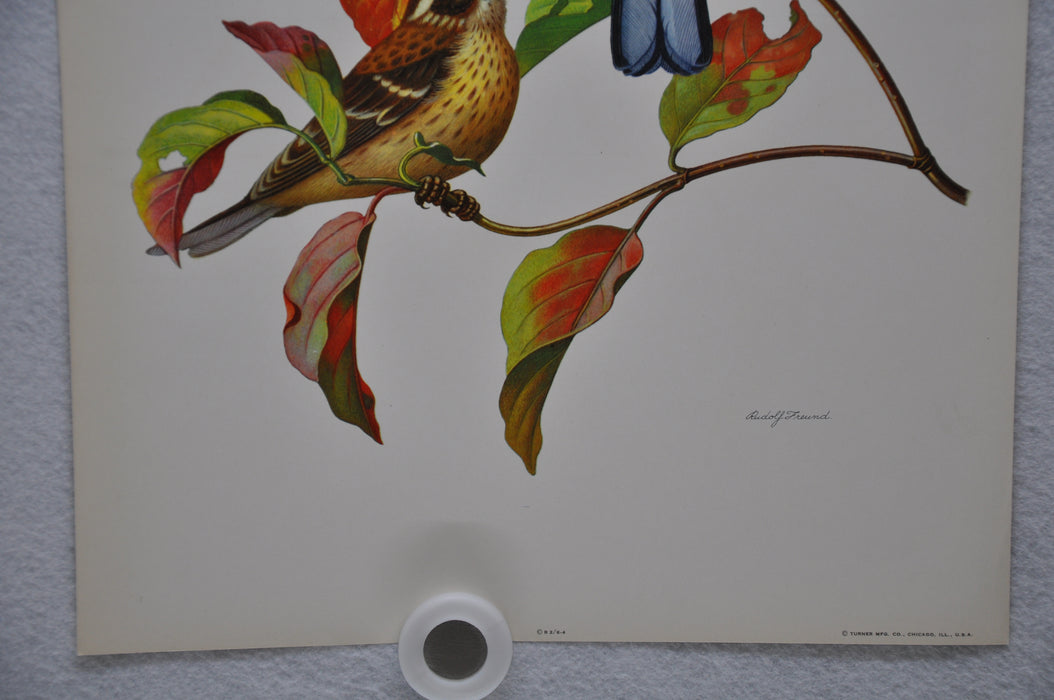 Rose Breasted Grosbeak on Fall Dogwood Rudolf Freund Birds Lithograph Art Print   - TvMovieCards.com