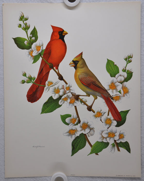 Cardinal on Mockorange Rudolf Freund Birds Lithograph Art Print 11 x 14   - TvMovieCards.com