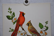 Cardinal on Mockorange Rudolf Freund Birds Lithograph Art Print 11 x 14   - TvMovieCards.com