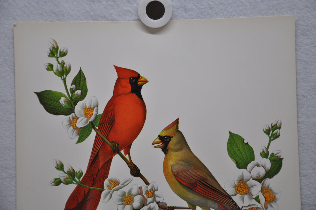 Cardinal on Mockorange Rudolf Freund Birds Lithograph Art Print 11 x 14   - TvMovieCards.com