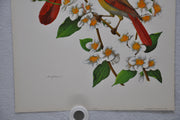 Cardinal on Mockorange Rudolf Freund Birds Lithograph Art Print 11 x 14   - TvMovieCards.com
