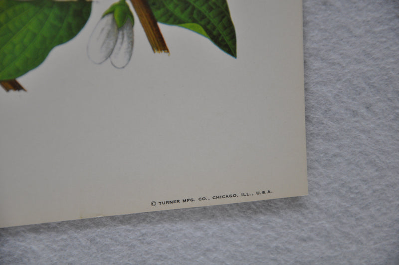 Cardinal on Mockorange Rudolf Freund Birds Lithograph Art Print 11 x 14   - TvMovieCards.com