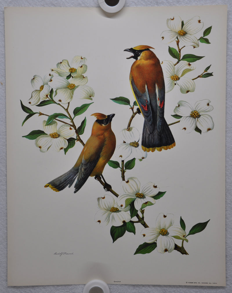 Cedar Waxwing Rudolf Freund Birds Lithograph Art Print 11 x 14   - TvMovieCards.com