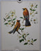 Cedar Waxwing Rudolf Freund Birds Lithograph Art Print 11 x 14   - TvMovieCards.com