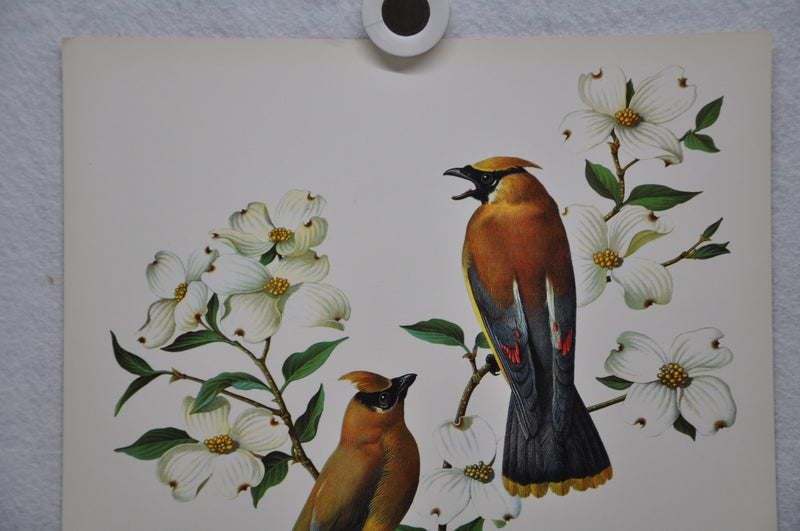 Cedar Waxwing Rudolf Freund Birds Lithograph Art Print 11 x 14   - TvMovieCards.com