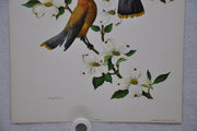 Cedar Waxwing Rudolf Freund Birds Lithograph Art Print 11 x 14   - TvMovieCards.com