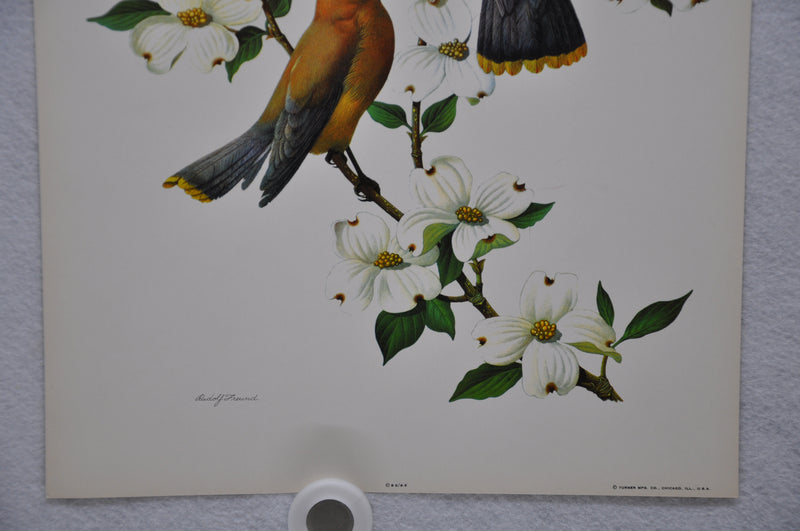 Cedar Waxwing Rudolf Freund Birds Lithograph Art Print 11 x 14   - TvMovieCards.com