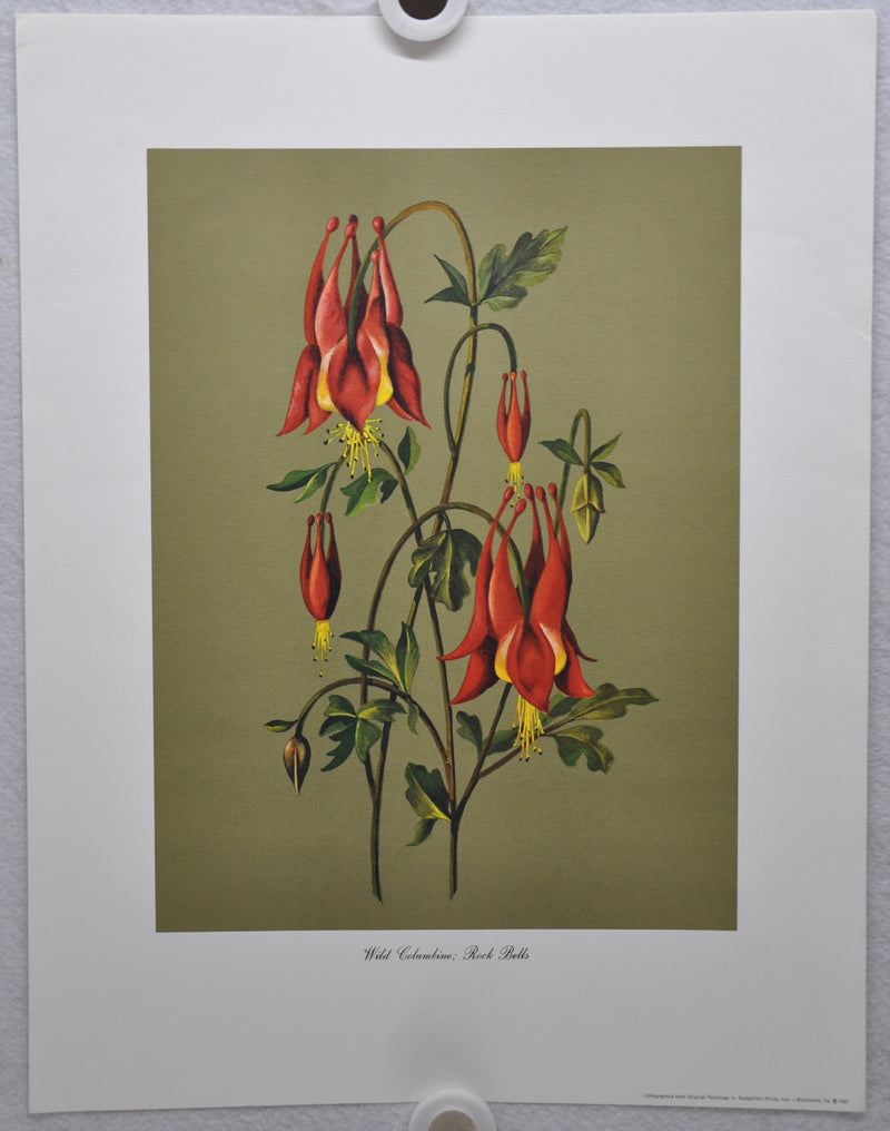 Wild Columbine; Rock Bells 1967 Lithograph Flower Art Print 13 x 17   - TvMovieCards.com