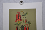 Wild Columbine; Rock Bells 1967 Lithograph Flower Art Print 13 x 17   - TvMovieCards.com