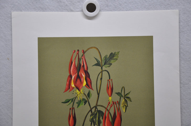 Wild Columbine; Rock Bells 1967 Lithograph Flower Art Print 13 x 17   - TvMovieCards.com