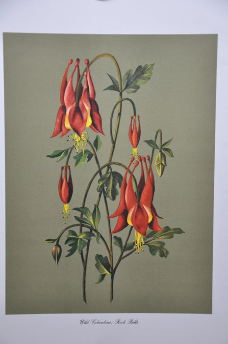 Wild Columbine; Rock Bells 1967 Lithograph Flower Art Print 13 x 17   - TvMovieCards.com