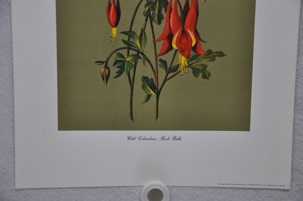 Wild Columbine; Rock Bells 1967 Lithograph Flower Art Print 13 x 17   - TvMovieCards.com