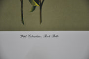 Wild Columbine; Rock Bells 1967 Lithograph Flower Art Print 13 x 17   - TvMovieCards.com