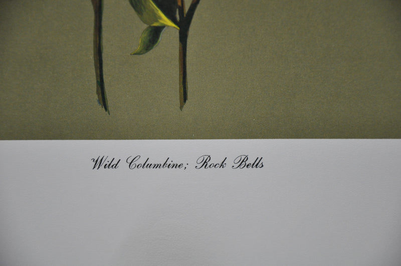 Wild Columbine; Rock Bells 1967 Lithograph Flower Art Print 13 x 17   - TvMovieCards.com
