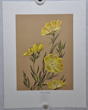 Common Sundrops 1967 Lithograph Flower Art Print 13 x 17   - TvMovieCards.com