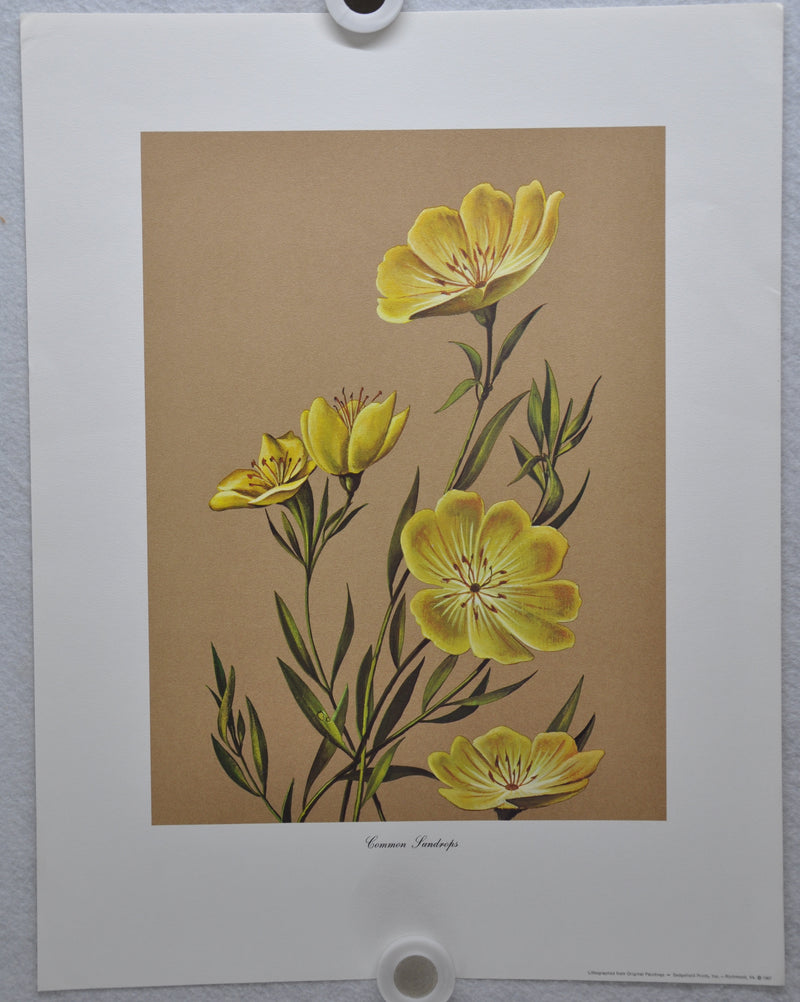 Common Sundrops 1967 Lithograph Flower Art Print 13 x 17   - TvMovieCards.com