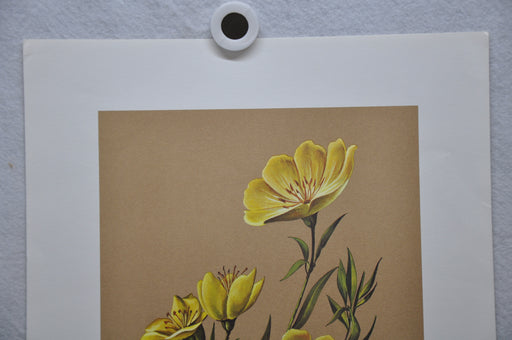 Common Sundrops 1967 Lithograph Flower Art Print 13 x 17   - TvMovieCards.com