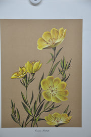 Common Sundrops 1967 Lithograph Flower Art Print 13 x 17   - TvMovieCards.com