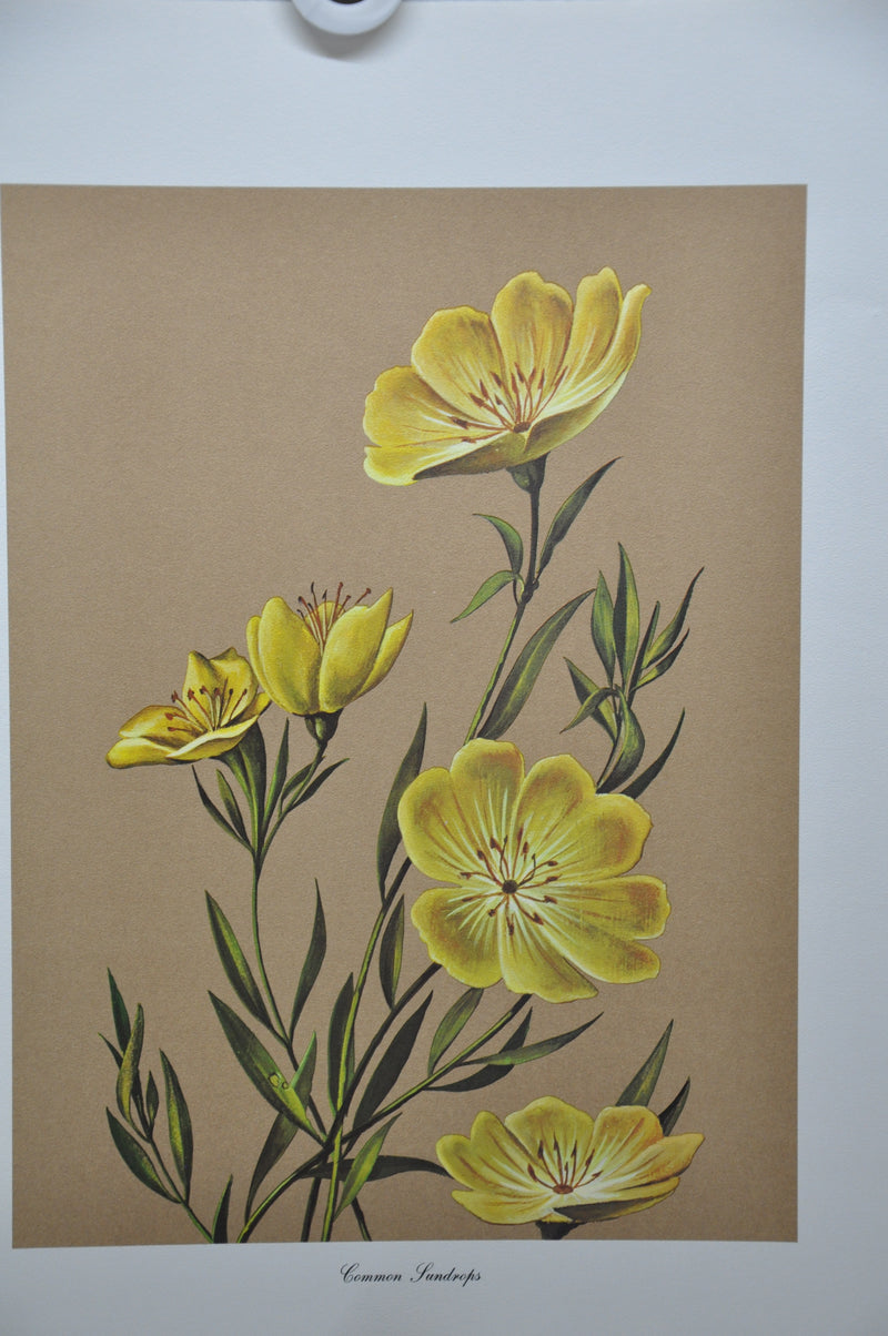 Common Sundrops 1967 Lithograph Flower Art Print 13 x 17   - TvMovieCards.com