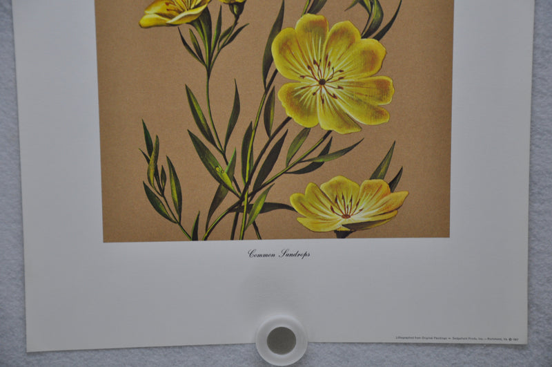 Common Sundrops 1967 Lithograph Flower Art Print 13 x 17   - TvMovieCards.com