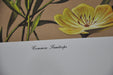 Common Sundrops 1967 Lithograph Flower Art Print 13 x 17   - TvMovieCards.com