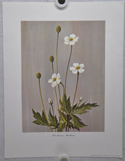 Tall Anemone; Thimbleweed 1967 Lithograph Flower Art Print 13 x 17   - TvMovieCards.com