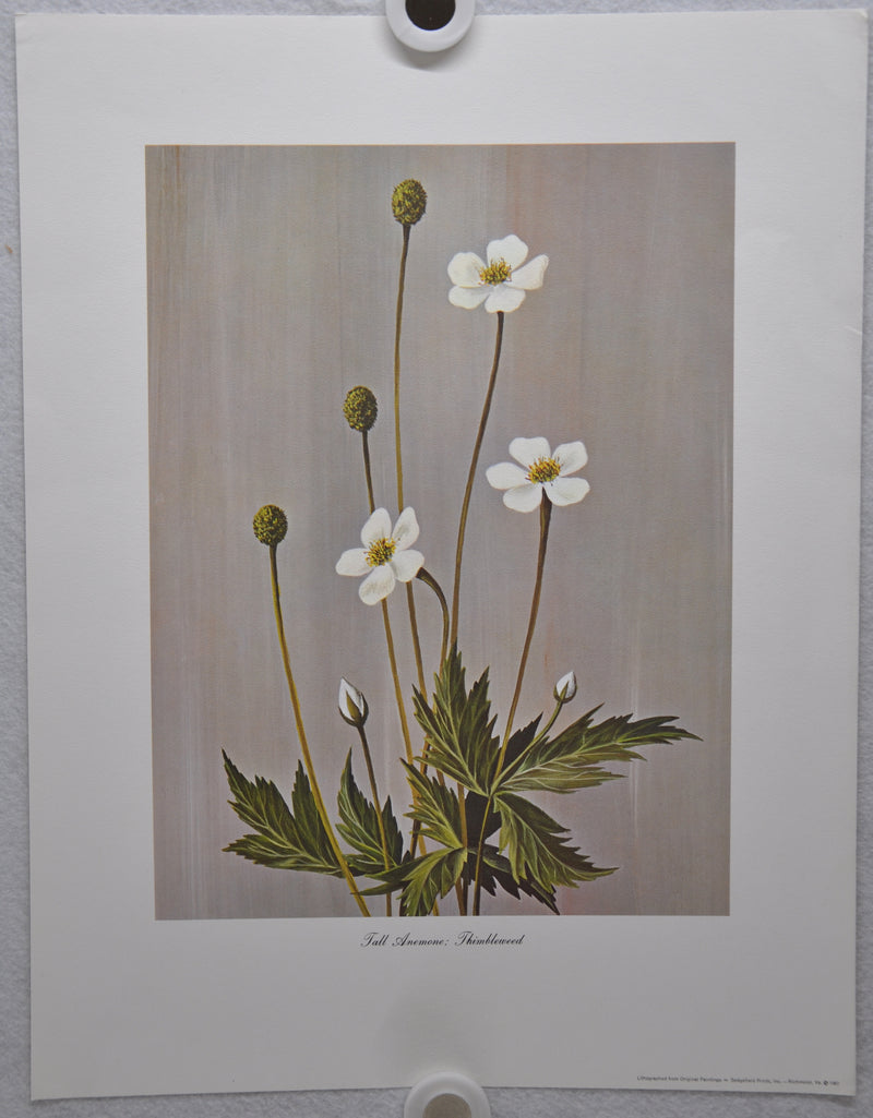 Tall Anemone; Thimbleweed 1967 Lithograph Flower Art Print 13 x 17   - TvMovieCards.com