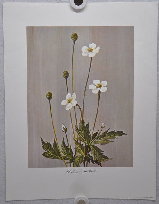 Tall Anemone; Thimbleweed 1967 Lithograph Flower Art Print 13 x 17   - TvMovieCards.com