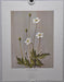 Tall Anemone; Thimbleweed 1967 Lithograph Flower Art Print 13 x 17   - TvMovieCards.com