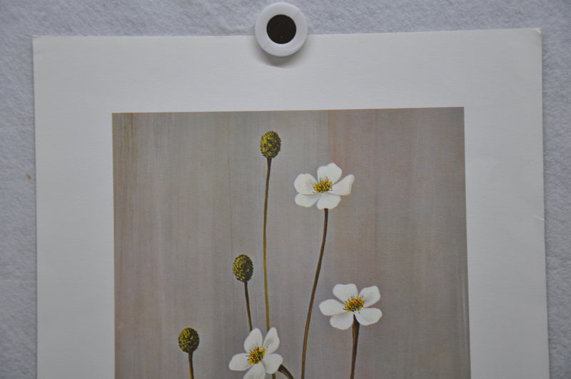 Tall Anemone; Thimbleweed 1967 Lithograph Flower Art Print 13 x 17   - TvMovieCards.com