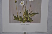 Tall Anemone; Thimbleweed 1967 Lithograph Flower Art Print 13 x 17   - TvMovieCards.com