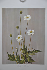 Tall Anemone; Thimbleweed 1967 Lithograph Flower Art Print 13 x 17   - TvMovieCards.com