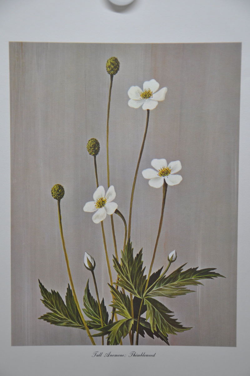 Tall Anemone; Thimbleweed 1967 Lithograph Flower Art Print 13 x 17   - TvMovieCards.com