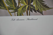 Tall Anemone; Thimbleweed 1967 Lithograph Flower Art Print 13 x 17   - TvMovieCards.com