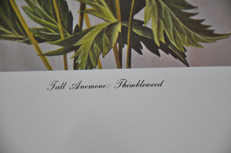Tall Anemone; Thimbleweed 1967 Lithograph Flower Art Print 13 x 17   - TvMovieCards.com
