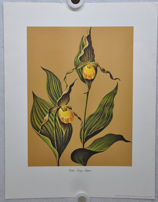 Yellow Lady's Slipper 1967 Lithograph Flower Art Print 13 x 17   - TvMovieCards.com