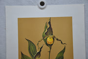 Yellow Lady's Slipper 1967 Lithograph Flower Art Print 13 x 17   - TvMovieCards.com