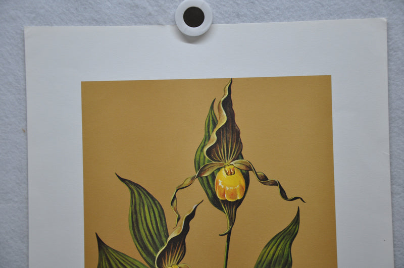 Yellow Lady's Slipper 1967 Lithograph Flower Art Print 13 x 17   - TvMovieCards.com