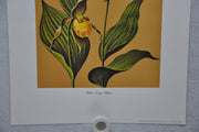 Yellow Lady's Slipper 1967 Lithograph Flower Art Print 13 x 17   - TvMovieCards.com